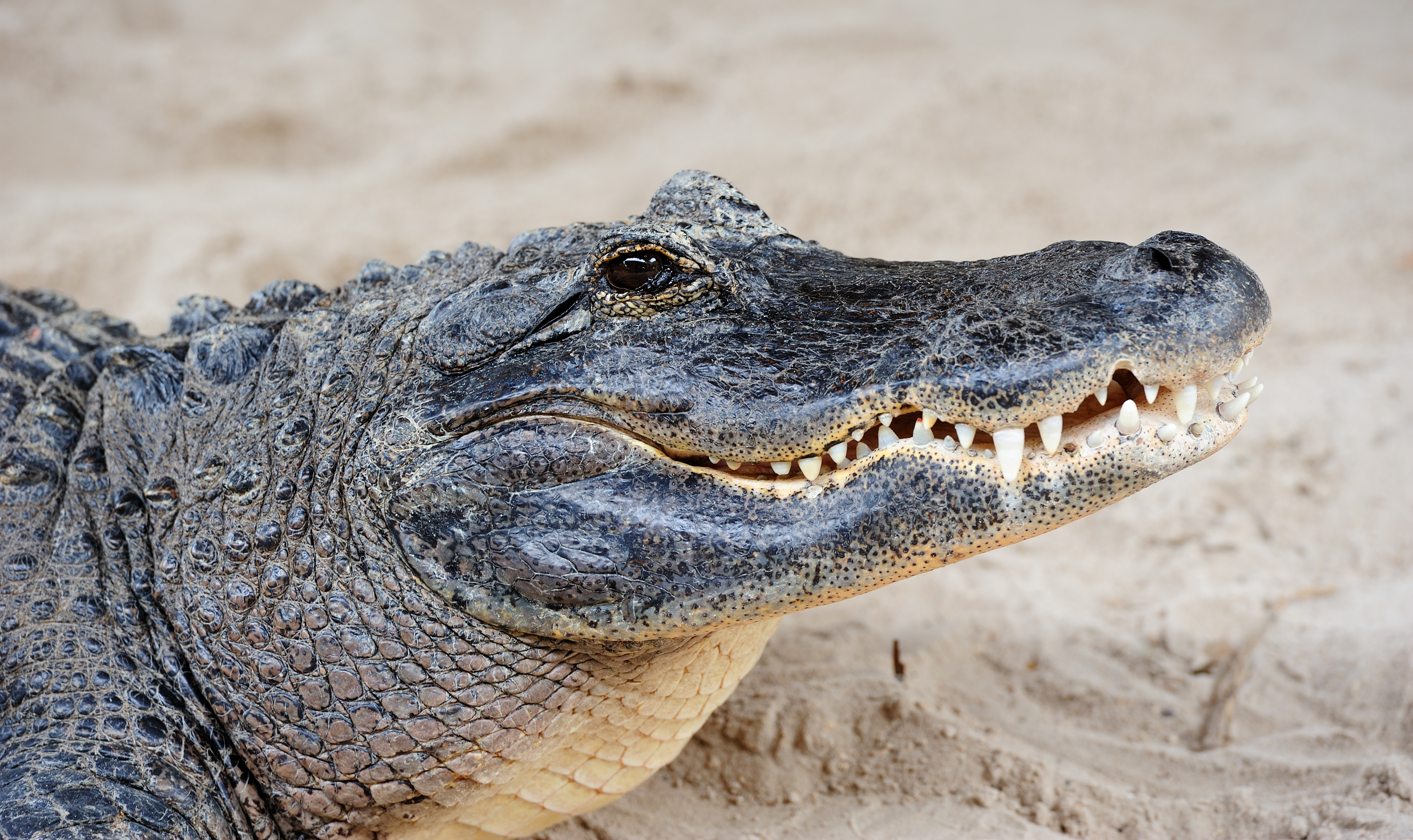 alligator-closeup-on-sand.jpg